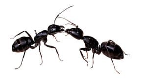fourmis1