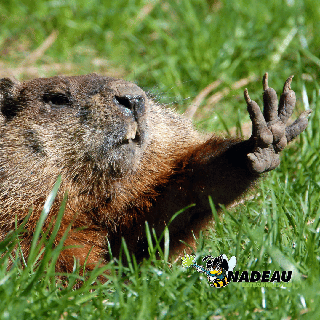 une marmotte à la sortie de son terrier avec le logo de Nadeau extermination