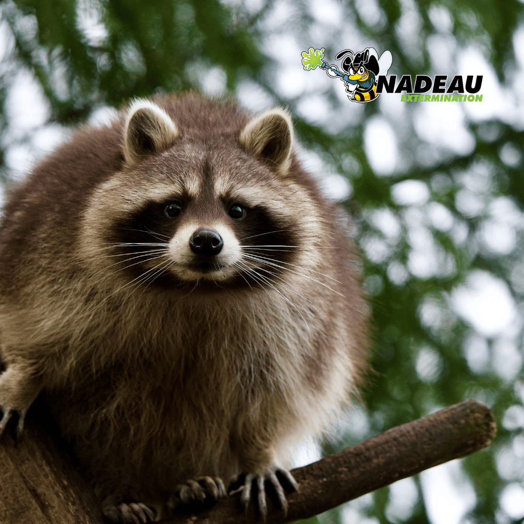 identification d' un gros raton-laveur sur une branche pour les service de nadeau extermination
