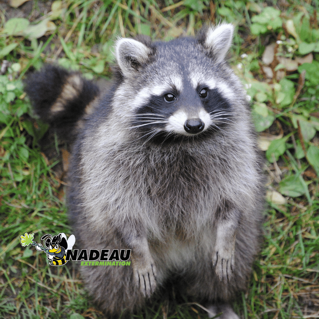 petit raton-laveur regardant vers l'objectif pour nadeau extermination