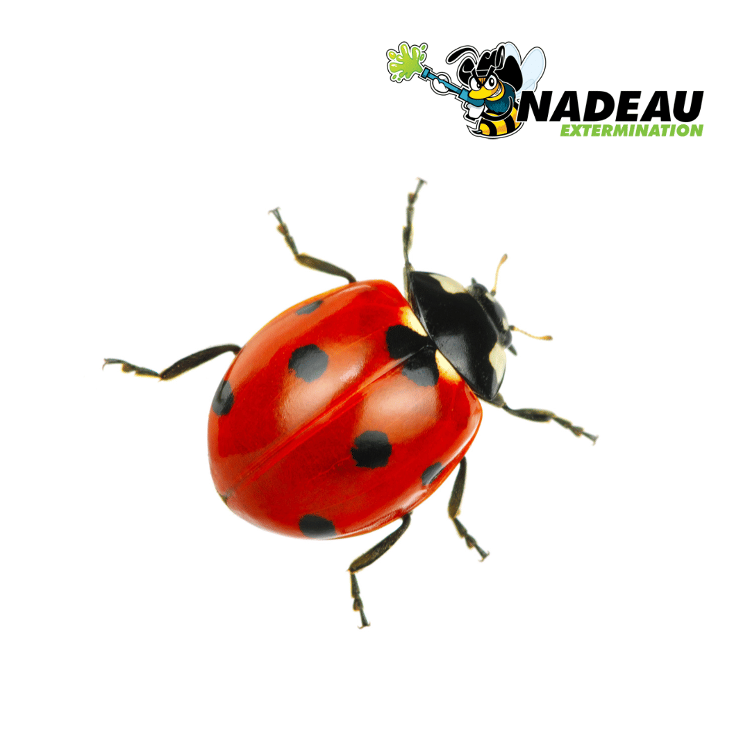 identification d'une coccinelle agrandi sur fond blanc avec le logo de nadeau extermination