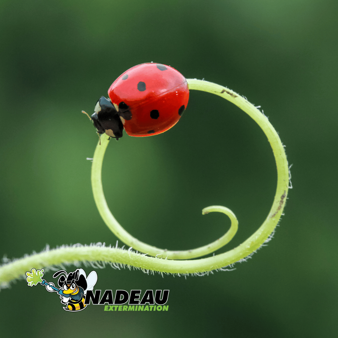 identification d'une coccinelle sur une branche avec le logo de nadeau extermination