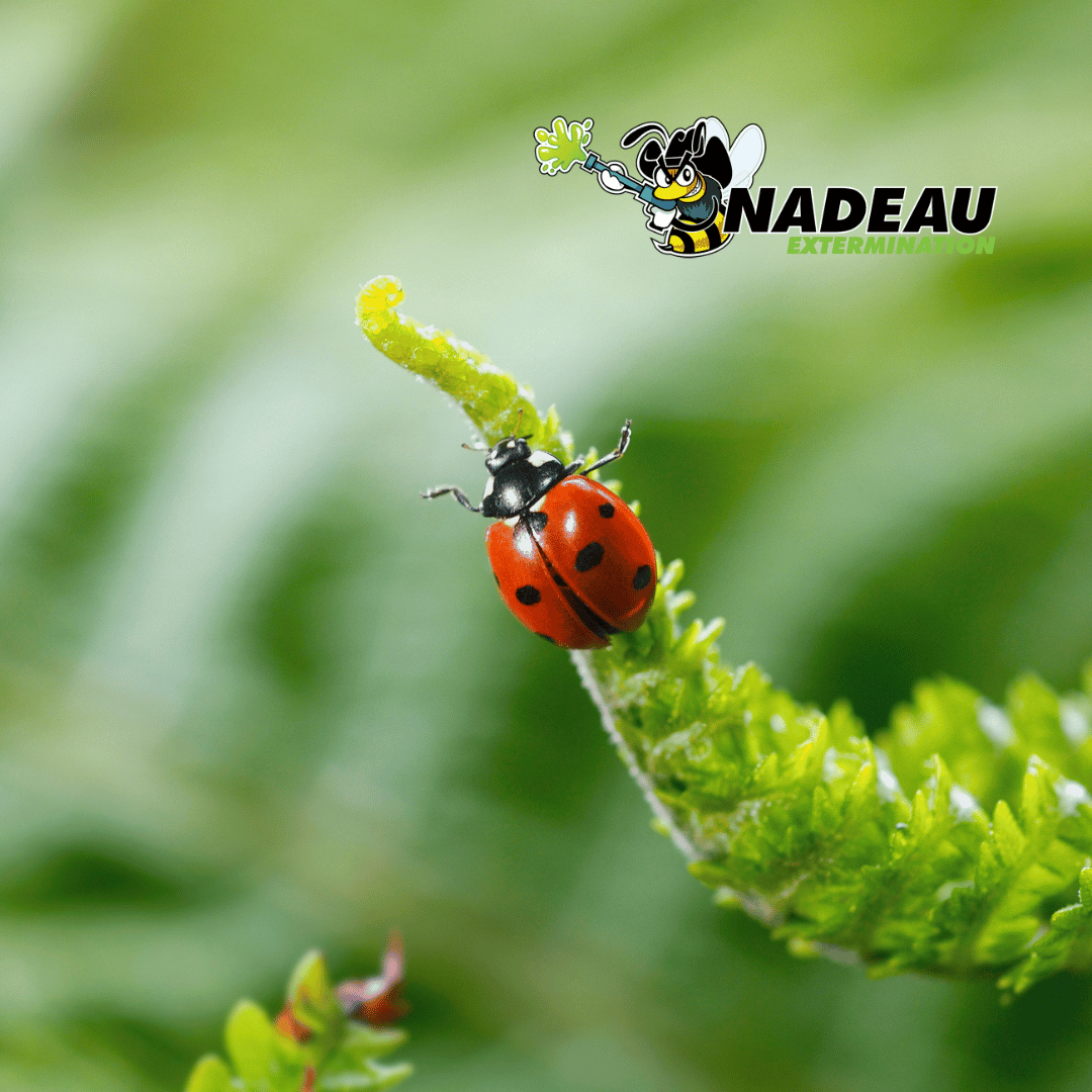 identification d'une coccinelle sur une branche avec le logo de nadeau extermination