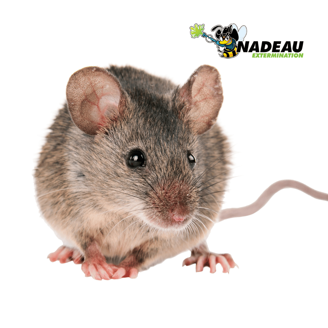 souris en gros plan sur un fond blanc