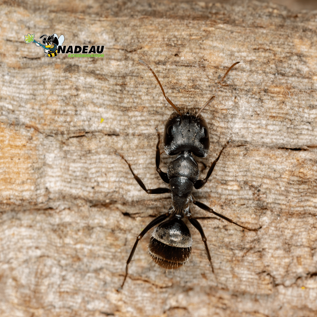 Fourmis charpentières agrandi sur un morceau de bois